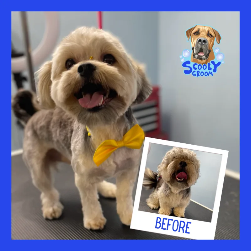 Copia-de-Before-y-after-2-opt