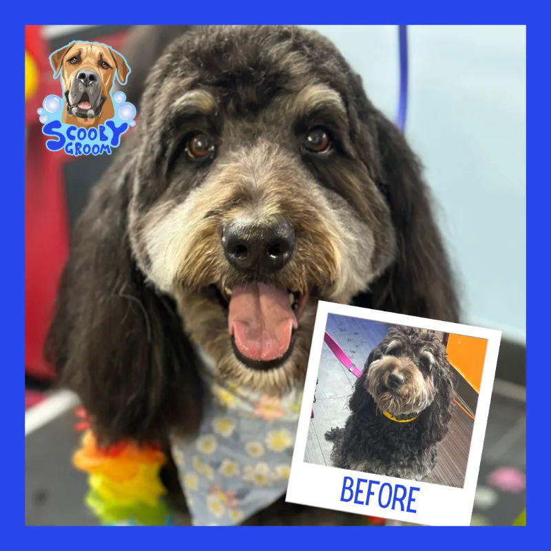 Copia-de-Before-y-after-4-opt